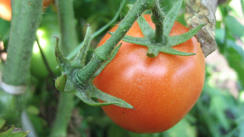 выращивание томатов в теплице из поликарбоната