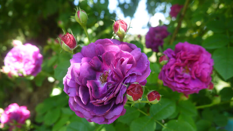 розы в саду уход и выращивание