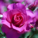 Розы: посадка и уход. Сорта и виды роз. миниатюра