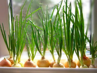 Как вырастить лук на подоконнике на зелень?