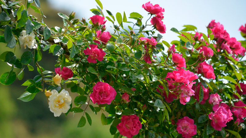 вьющиеся розы цветущие все лето