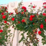 Плетистая роза: посадка и уход, сорта с постоянным цветением