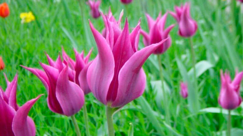 лилиецветные тюльпаны