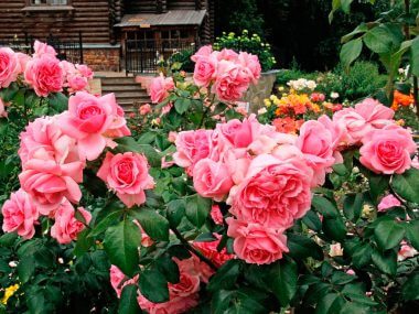 Роза флорибунда: посадка, уход и выращивание. Сорта.