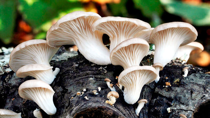 Как выращивать грибы в домашних условиях курс для начинающих?