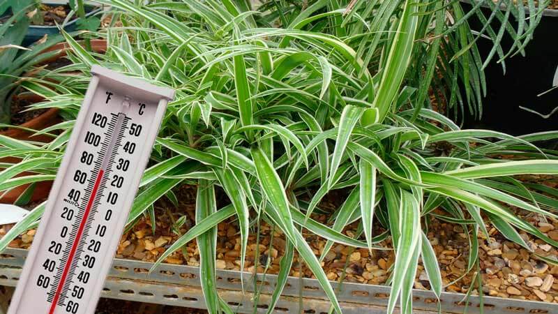 komnatnoe rastenie hlorofitum