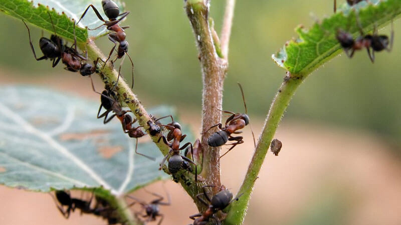 как на дачном участке избавиться от муравьев