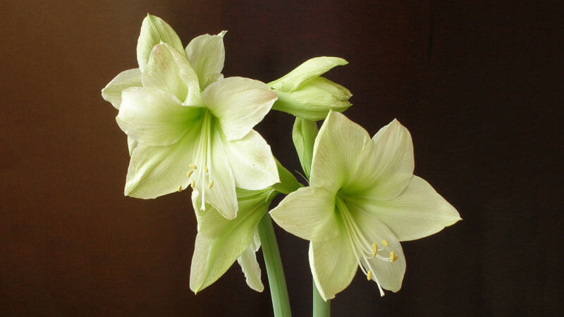 цветок амариллис уход в домашних условиях