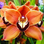 Орхидея цимбидиум: уход в домашних условиях. миниатюра