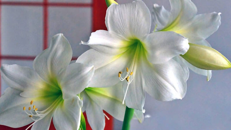 цветок амариллис уход в домашних условиях